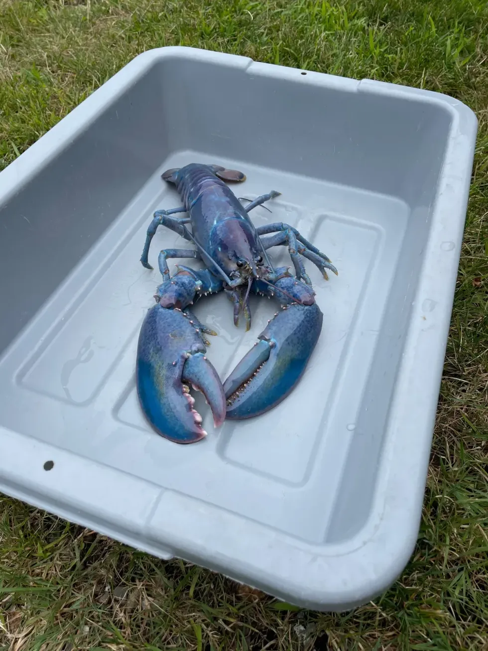 A one-in-100-million cotton candy lobster was caught off the coast in New Hampshire