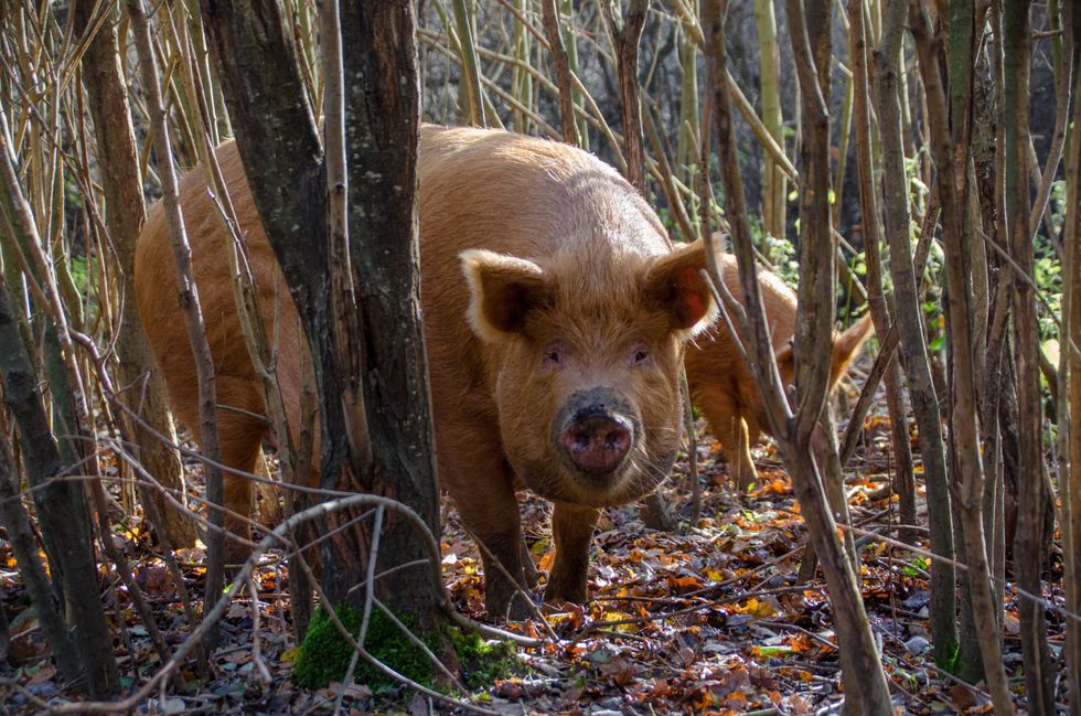 A orange-brown coloured Tamworth pig looks directly at the camera from between thin tree trunks, while another pig roots in the background