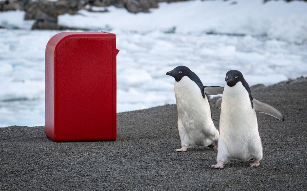 A pair of Adelie penguin with post box