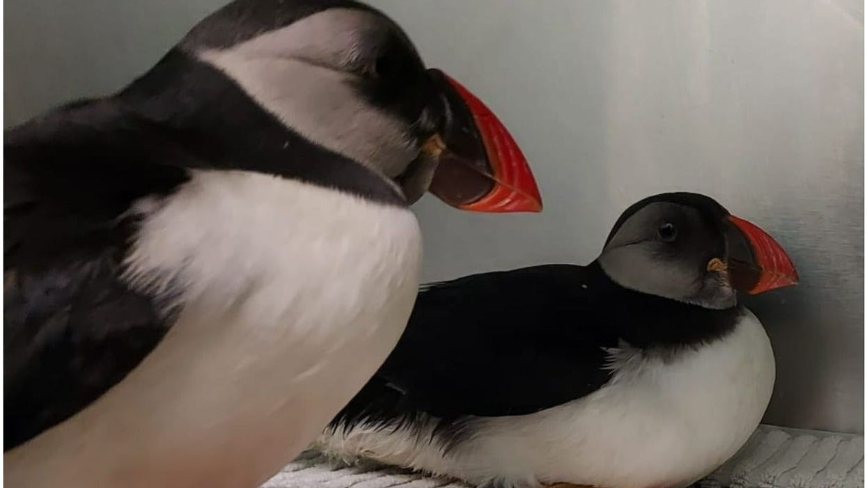 A pair of puffins – called Tony and Don – have been released successfully back into the wild after being found injured (SSPCA/PA)