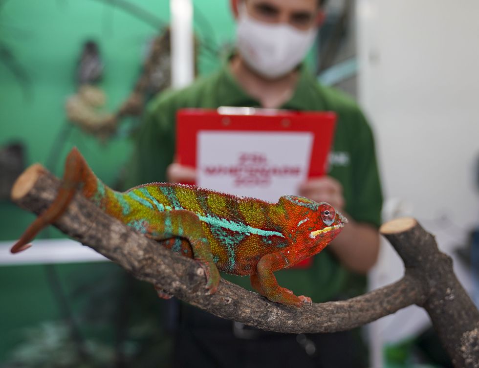 A panther chameleon in no rush for its check-up (Steve Parsons/PA)