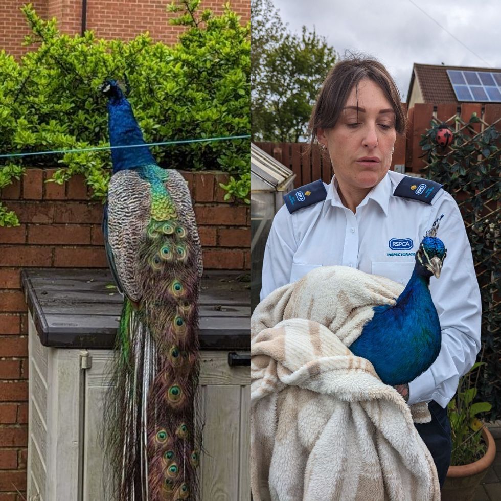Peacock on road to recovery after falling off two-storey high roof