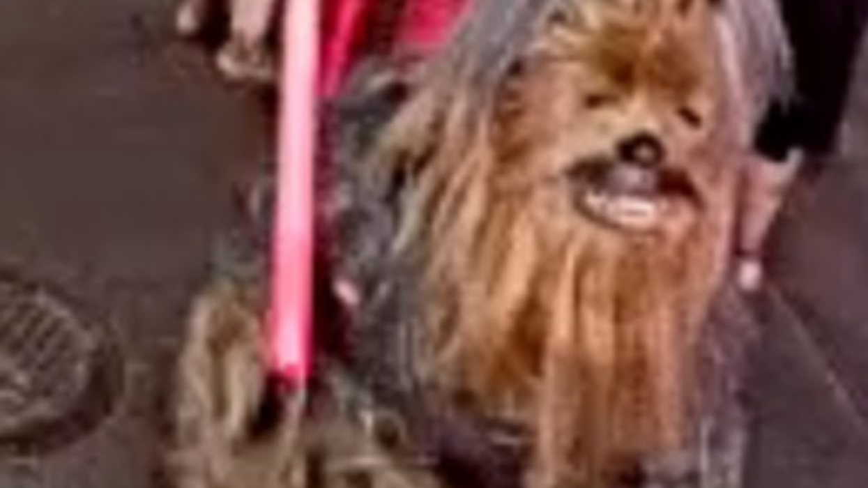 A person in a Chewbacca costume holding a red lightsaber in his right hand.