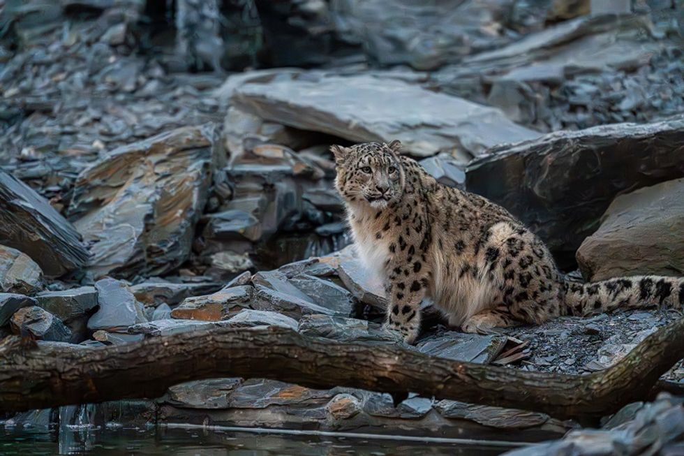 A photo of a snow leopard sitting in the new habitat at Chester Zoo