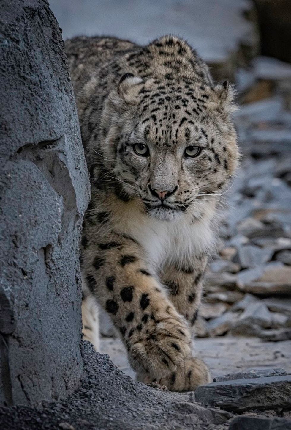 A photo of a snow leopard walking by a rock