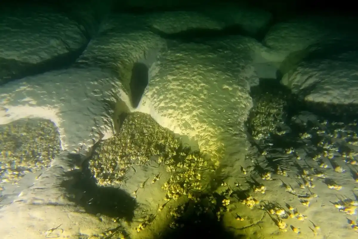 A photo, taken by a remotely operated vehicle, of the lakebed inside a hole at the bottom of Lake Michigan