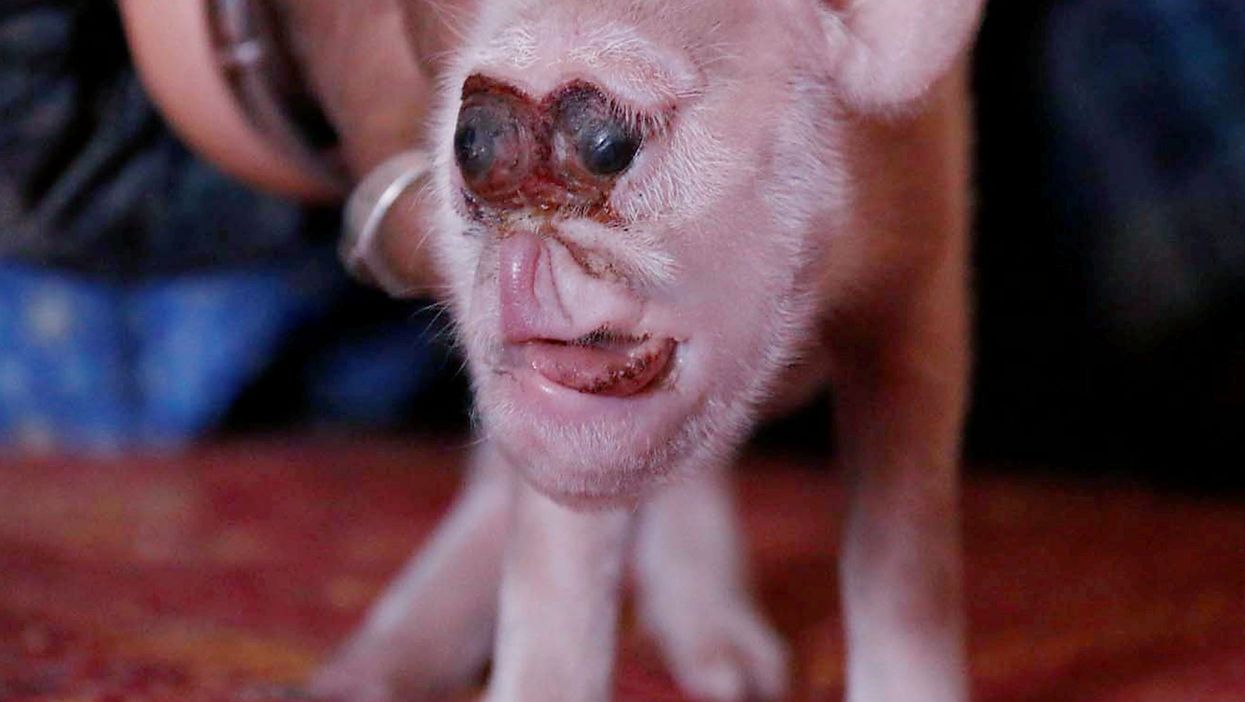 A piglet with a deformed face is seen at home of its owner in Zhijin, Guizhou province, China