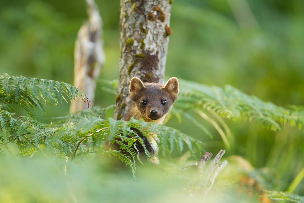 Endangered pine martens could be reintroduced to south-west England