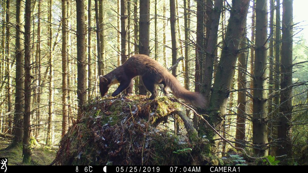 New study to boost elusive pine martens in England’s biggest forest