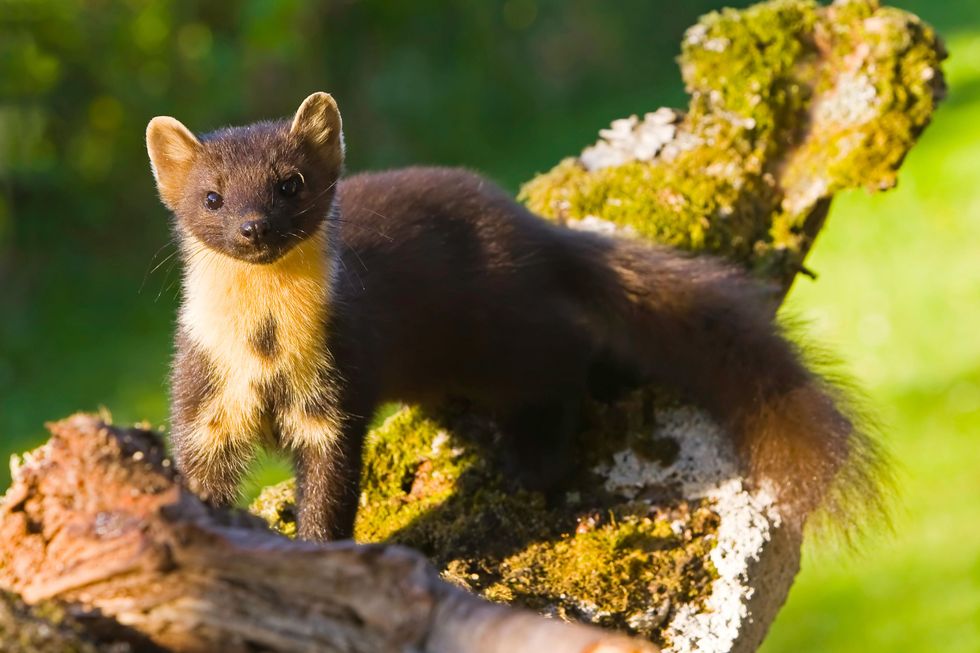A pine marten on a branch