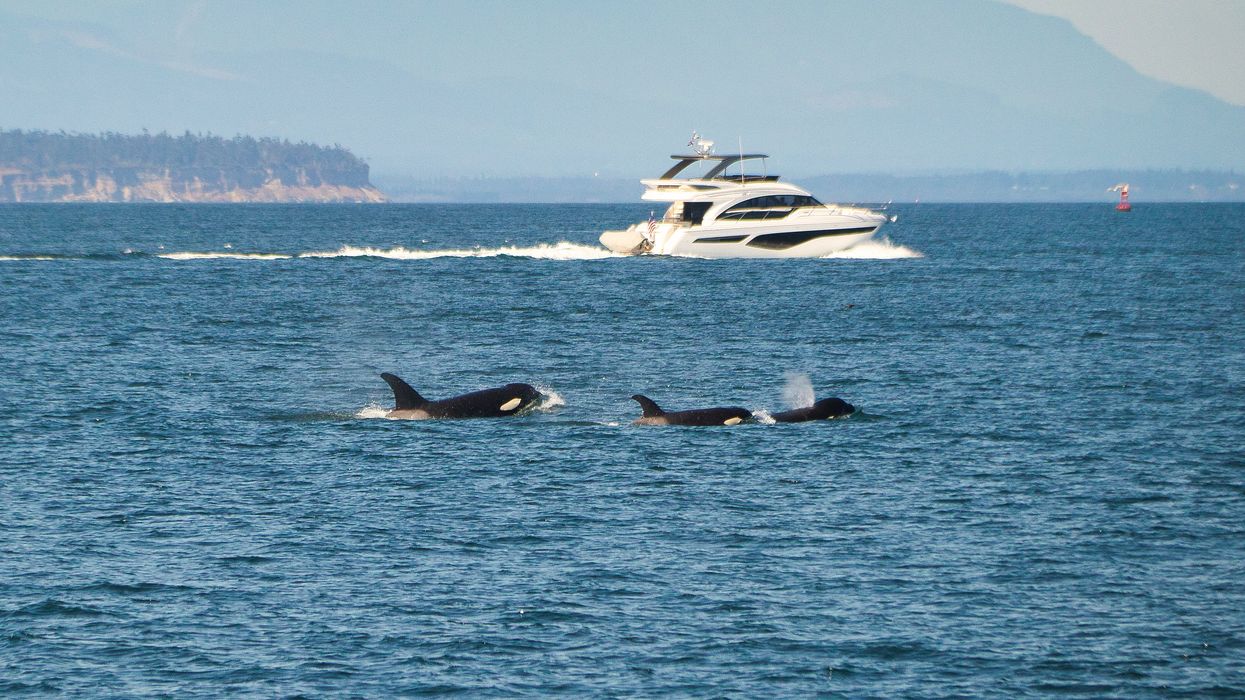 'Orca wars': Why are killer whales attacking boats, and are they really rising up?