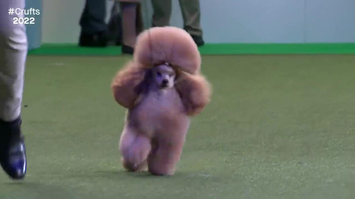A poodle called Waffle stole hearts at Crufts by having a mishap during his winner's parade