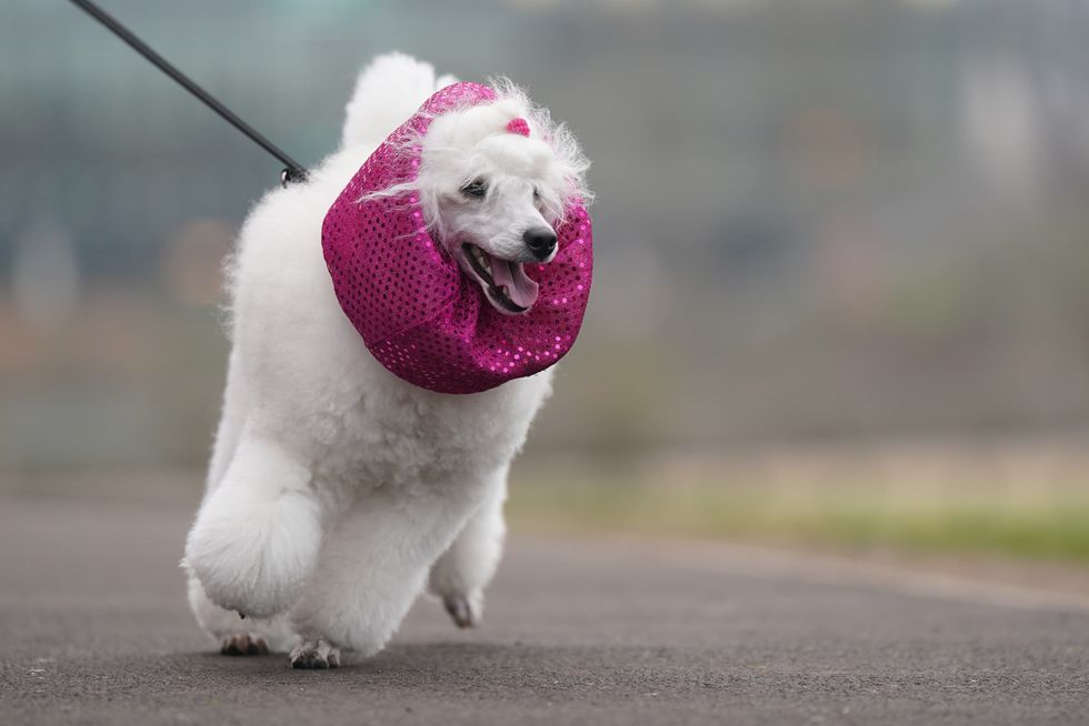 A poodle wearing a bright pink scarf arriving at the Crufts Dog Show