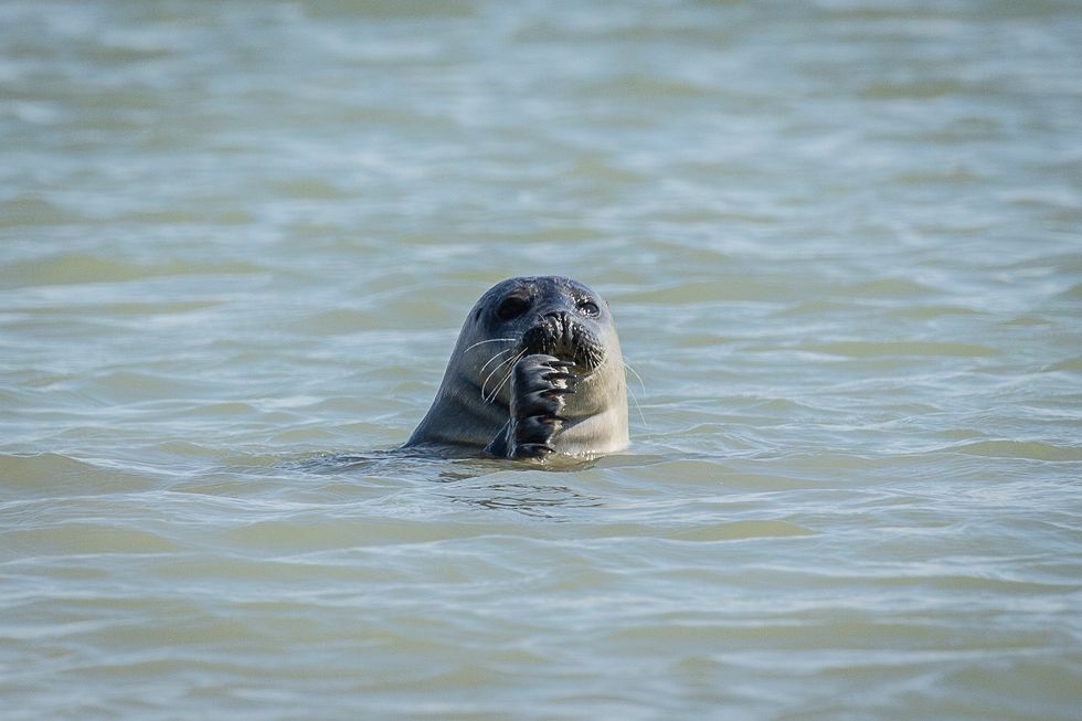 A proportion if the Thames\u2019 seals are always in the water when the population is counted each year (ZSL/PA)