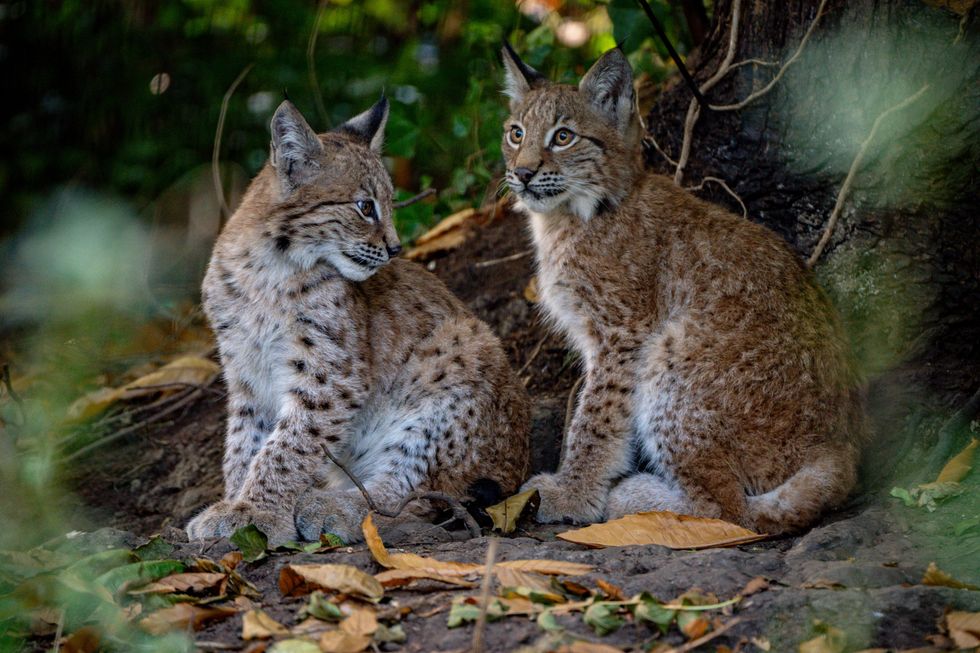A public poll is to be held to name the lynx kittens (Ben Birchall/PA)