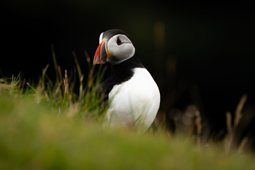 First puffins of season return to Rathlin Island