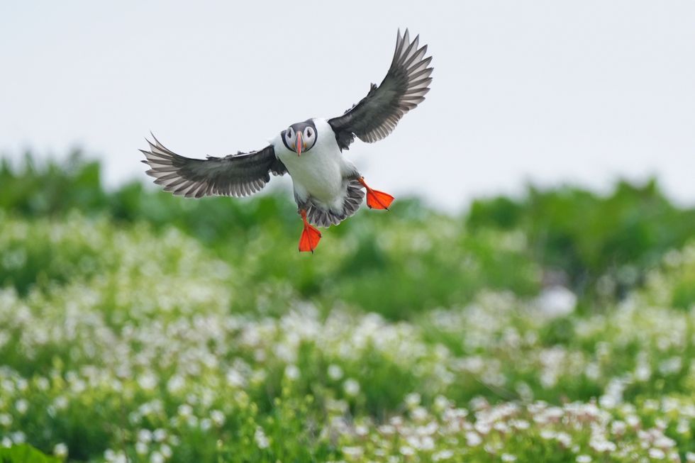 Farne Islands’ seabird spectacular to be shown on webcams