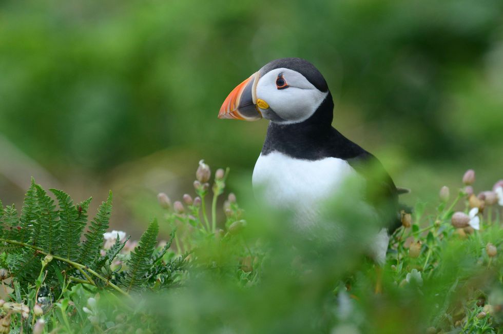 A puffin