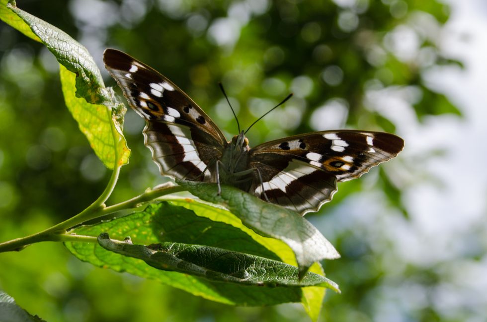 A purple emperor rests on an oak leaf with its wings unfolded in the sunshine