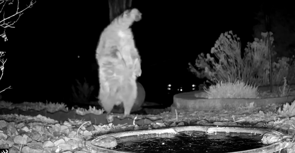 Video shows raccoon completing handstand and walking on front paws in garden