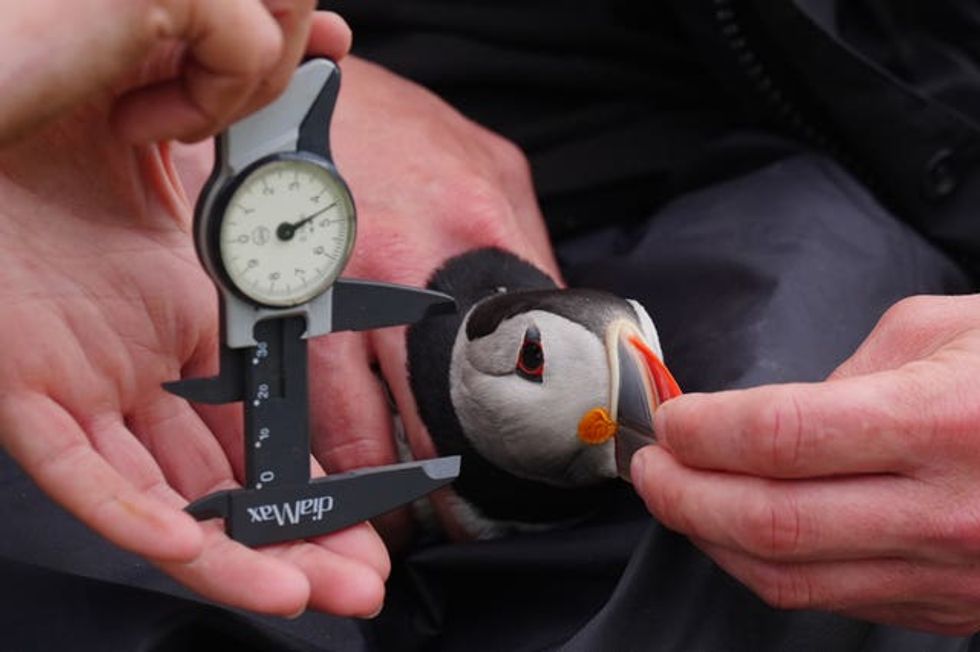 A ranger measures the beak of a puffin on Inner Farne