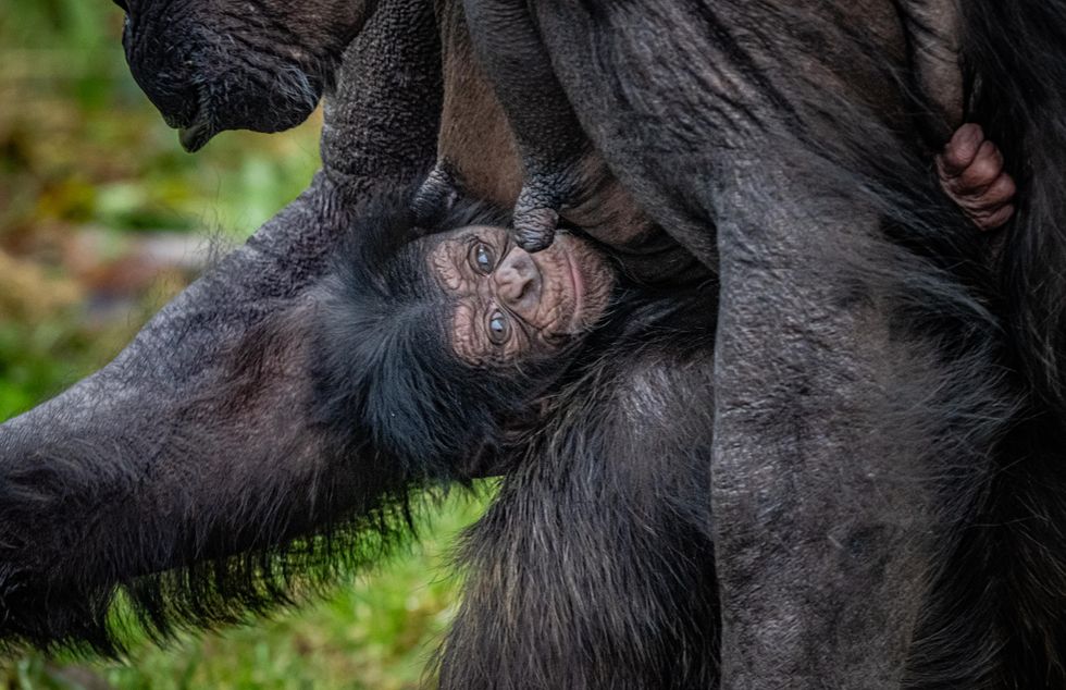 Chester Zoo celebrates birth of rare chimpanzee