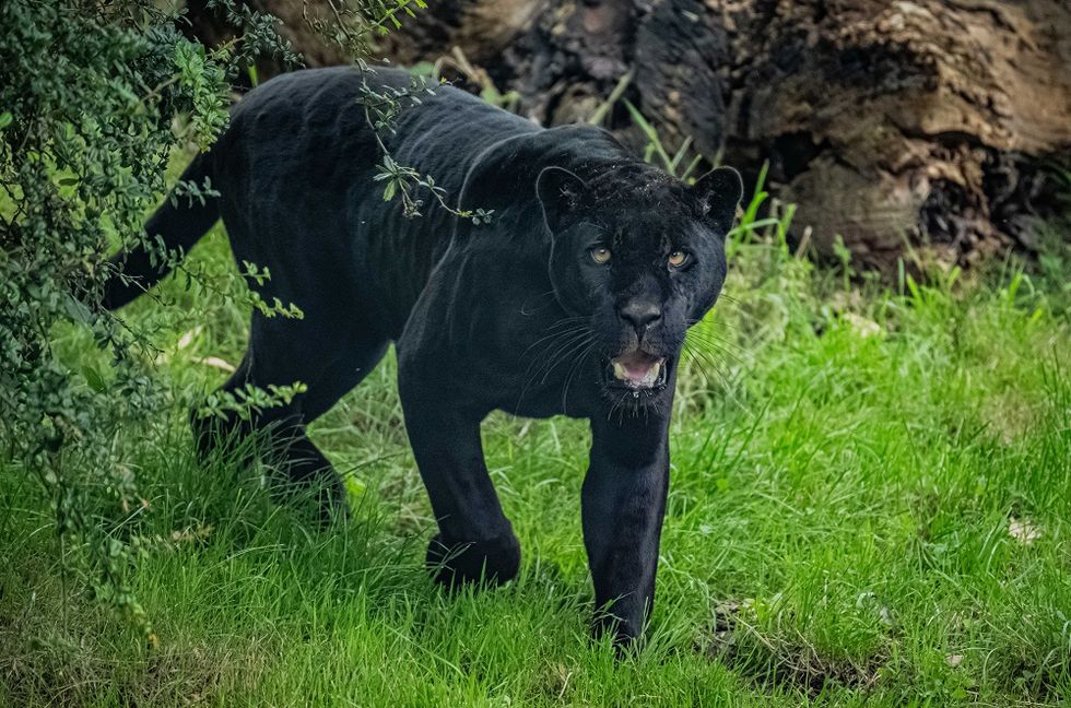 Zoo welcomes rare jaguar in effort to protect ‘remarkable’ species