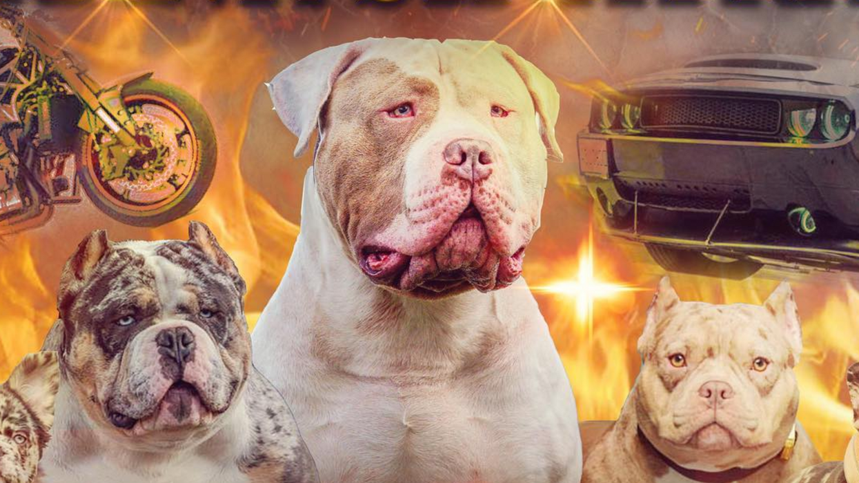 Posters starring XL Bully dogs just keep getting wilder
