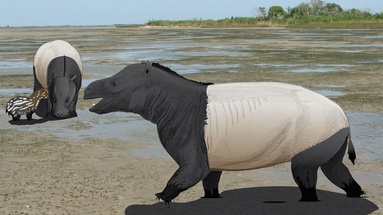 A reconstruction of the brown-bear-sized mammals, Coryphodon