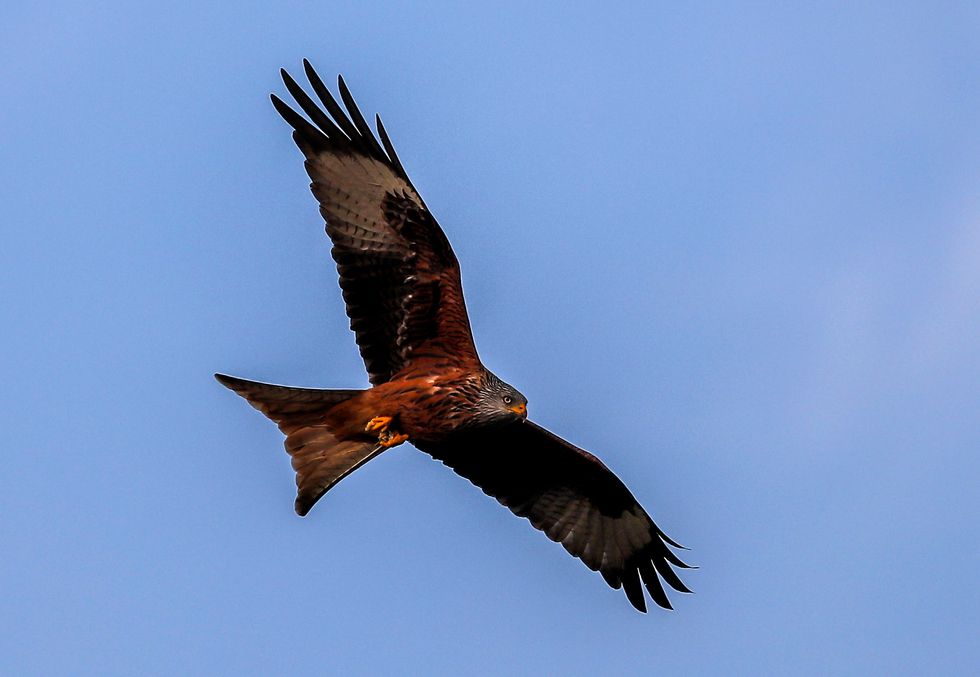UK’s oldest red kite ringed 26 years ago found in Wales