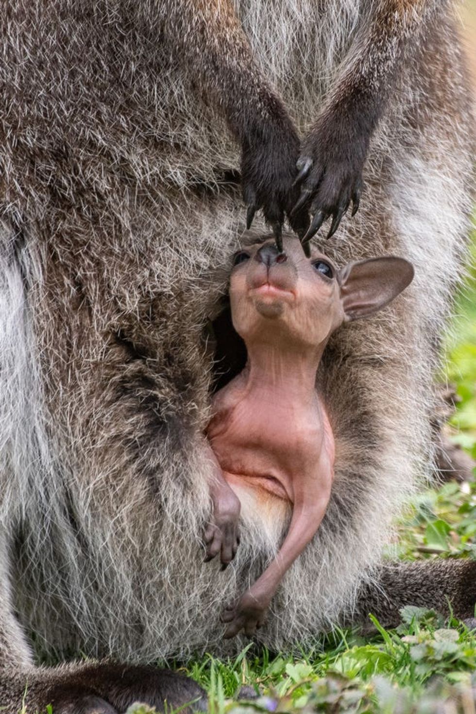A red-necked wallaby joey emerging from its mother's pouch
