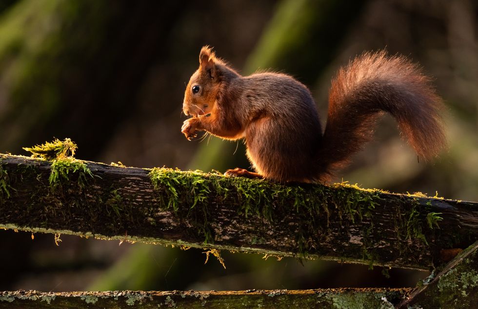 Red squirrel trapped in Greggs shop is captured and released back into woods