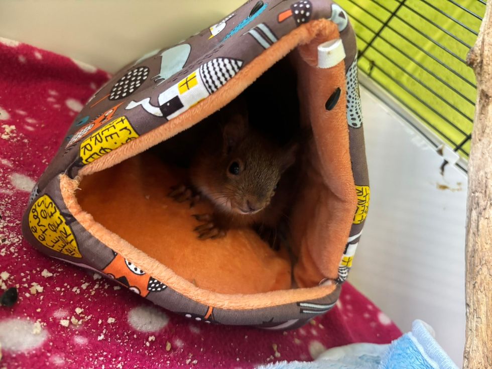 A red squirrel kit in a triangular bed