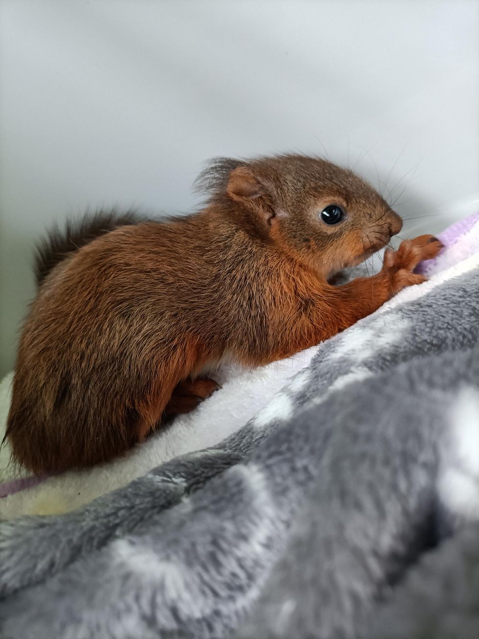 A red squirrel kit on a blanket