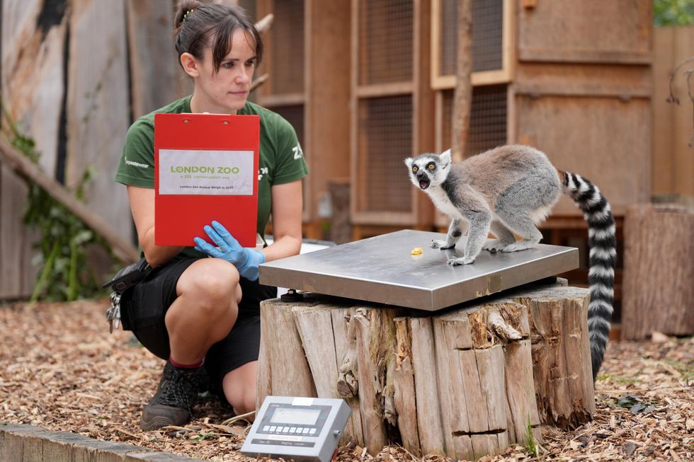 Capybaras, penguins and giant Galapagos tortoises lured on scales for weigh-in