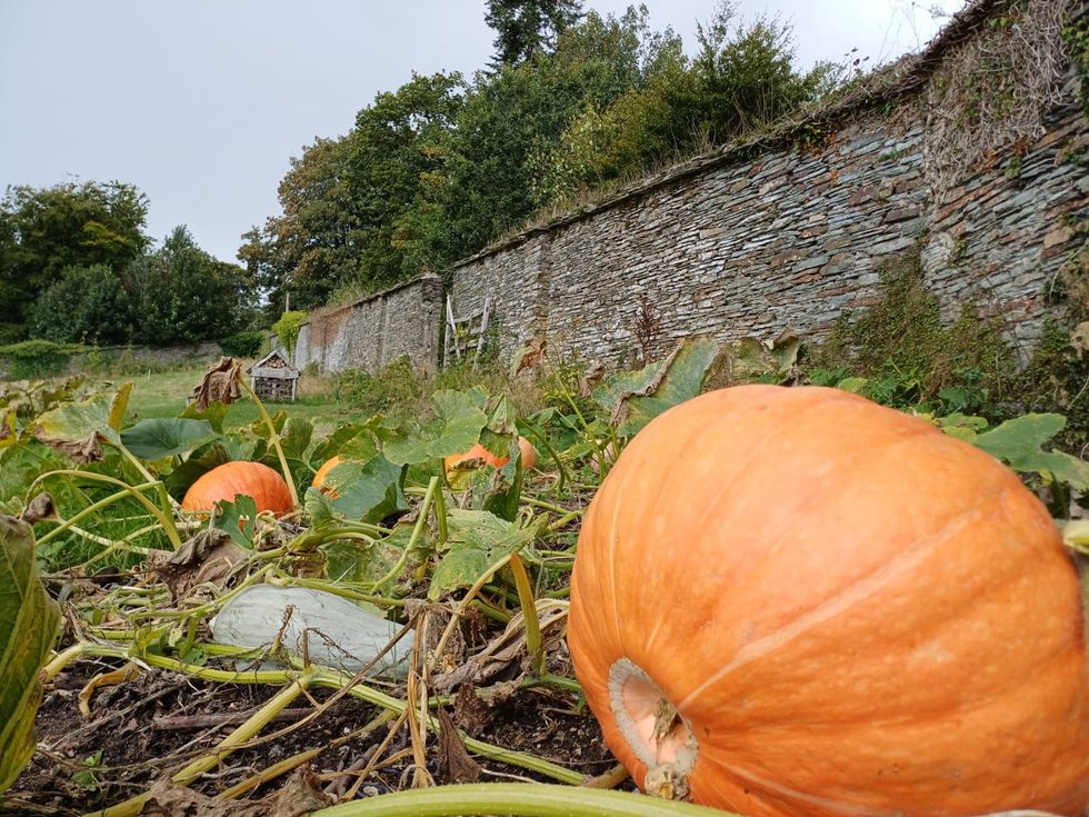 A ripe orange pumpkin in the foreground with other pumpkins behind, and the wall of a walled garden