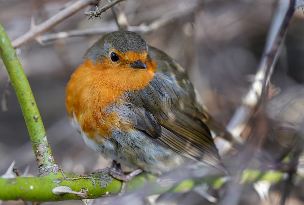 6.1 million birds recorded so far in nationwide garden wildlife survey