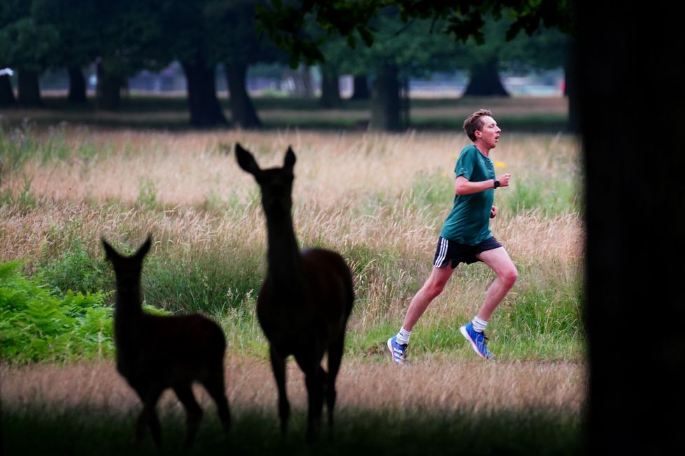 A runner passes two deer as he takes part in the Parkrun at Bushy Park in London (Victoria Jones/PA)