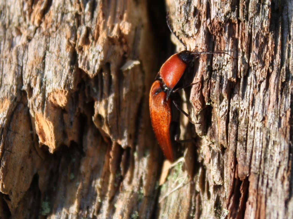 A rusty red click-beetle, with a reddish back crawls up decaying wood