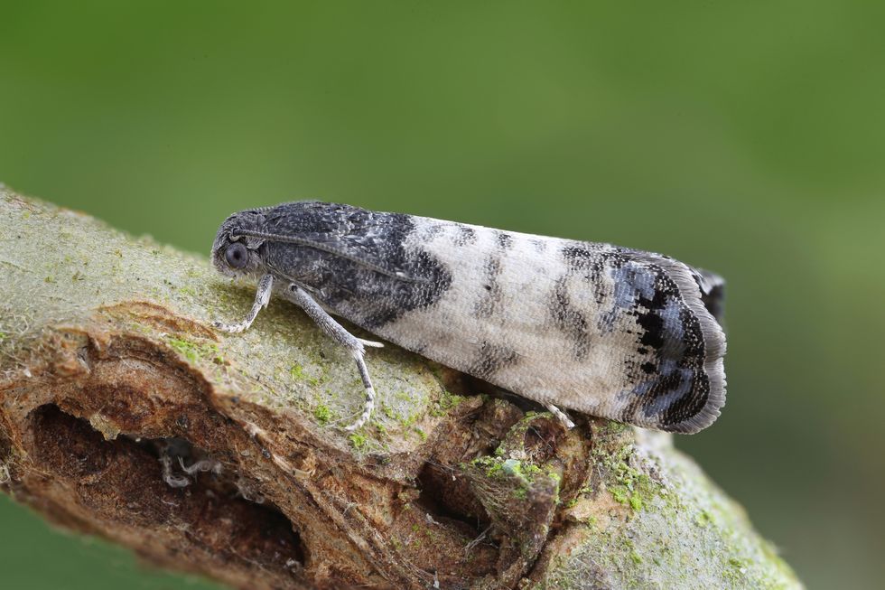 Moth species recorded in Scotland for first time in ‘exciting’ discovery