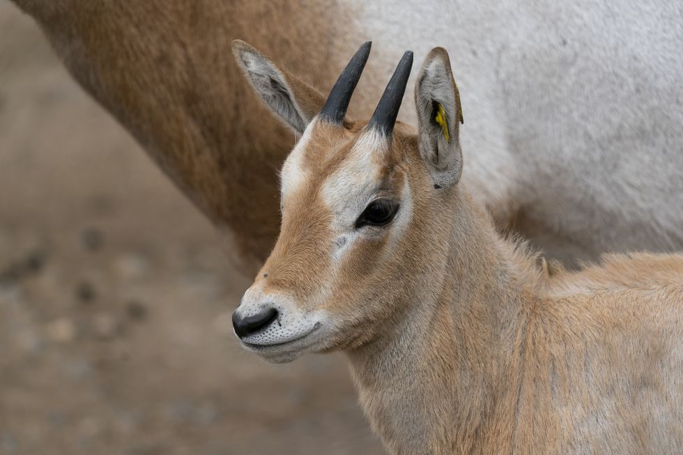 Zoo to receive Queen’s Award for conservation achievements