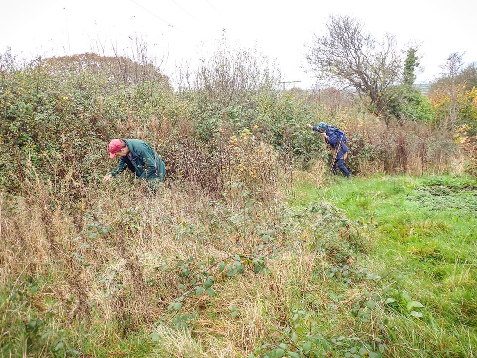 A scrubby hedgerow alongside a field, with two people in the mid distance bent over examining different spots for butterfly eggs