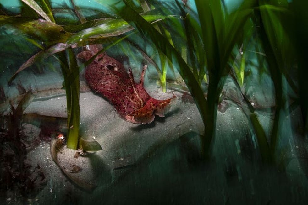 A sea hare on the seabed, amongst sea grasses