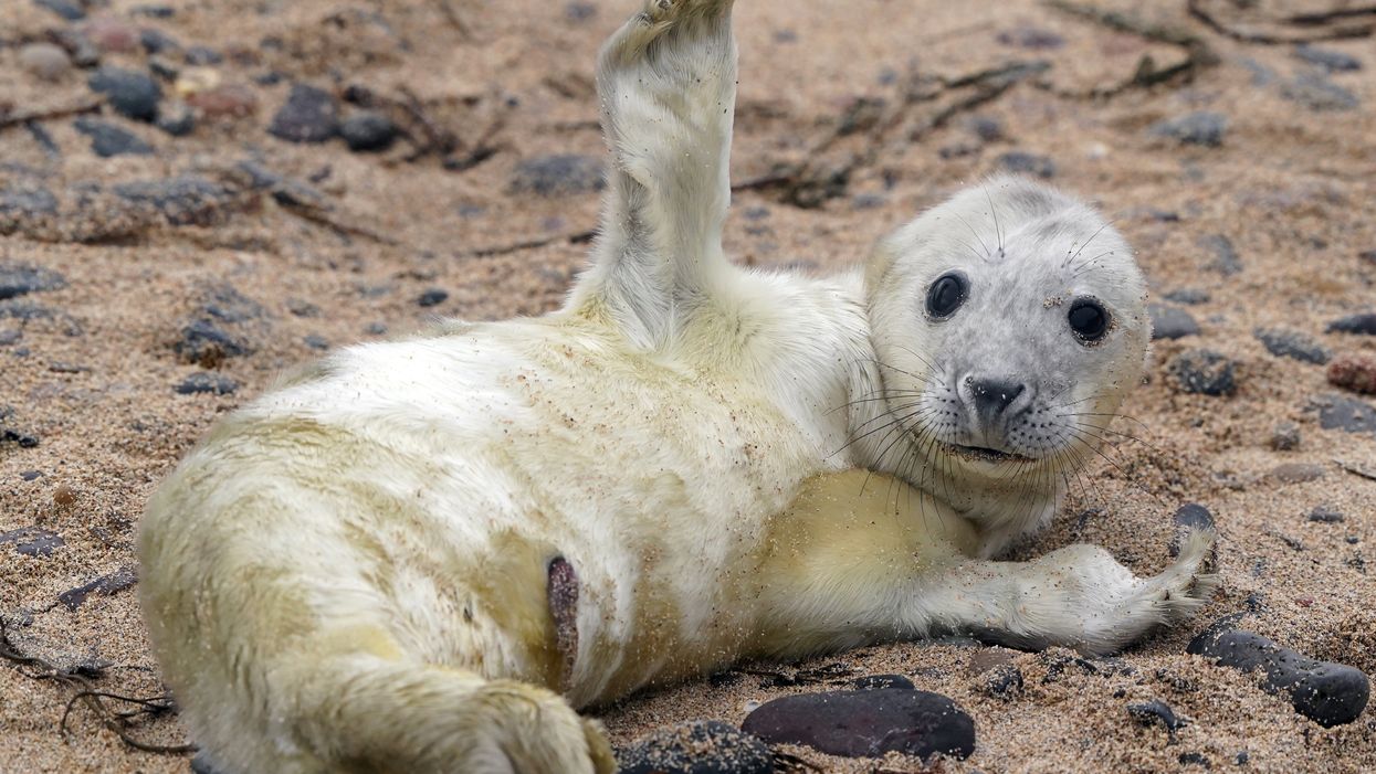 A seal pup on the Farne Islands (Owen Humphreys/PA)