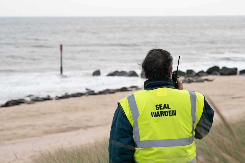 A seal warden keeps an eye on the colony on the beach at Horsey (Joe Giddens/PA)
