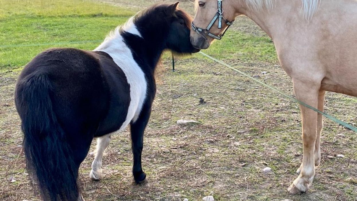 A Shetland Pony and a pony