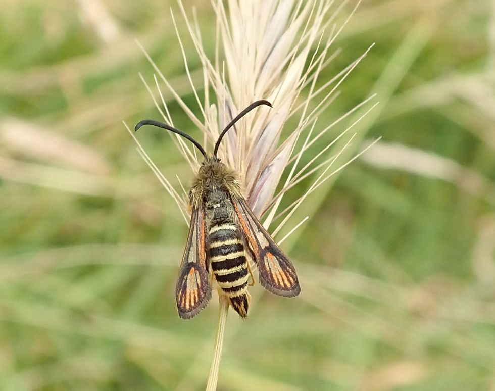 National Trust nature reserve records rare moth as 10,000th different species