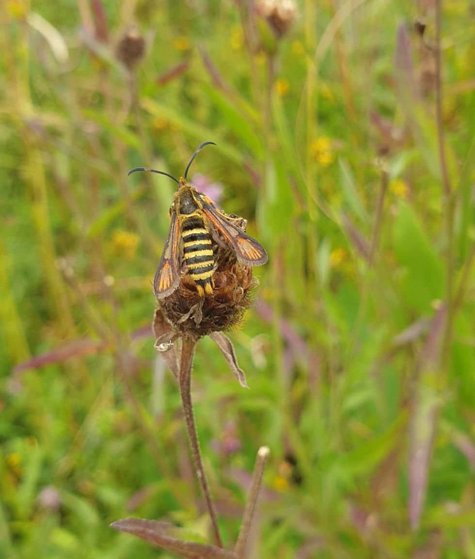 A six-belted clearwing moth, which is the 10,000th species found at Wicken Fen nature reserve in Cambridgeshire. (National Trust/ Rory Dimond/ PA)