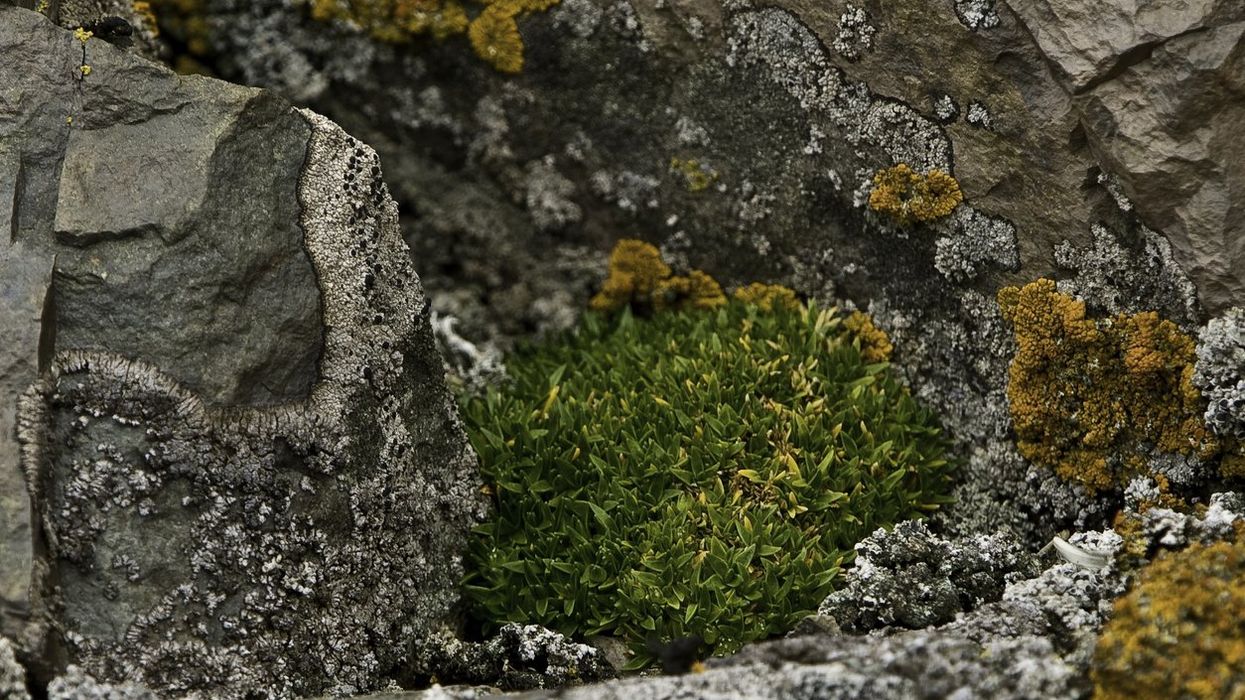 A small grassy shrub growing among a patch of grey rock