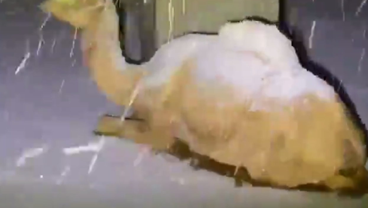 A snow-covered camel sits in the snow as a blizzard continues above it.